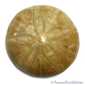 Sand Dollar Fossils From Madagascar AKA Sea Urchin Fossils - Polished Tops